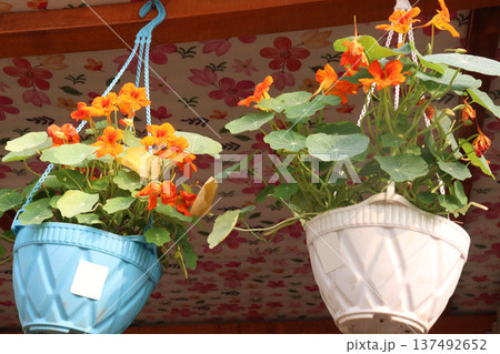 Garden Nasturtium flower plant on nursery Garden Nasturtium flower plant on nursery 137492652