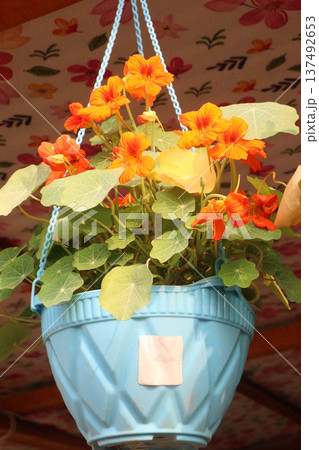 Garden Nasturtium flower plant on nursery 137492653