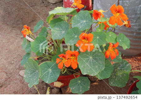 Garden Nasturtium flower plant on nursery 137492654