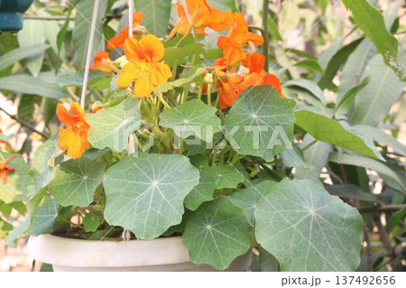 Garden Nasturtium flower plant on nursery Garden Nasturtium flower plant on nursery 137492656
