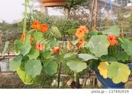Garden Nasturtium flower plant on nursery Garden Nasturtium flower plant on nursery 137492659