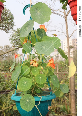Garden Nasturtium flower plant on nursery Garden Nasturtium flower plant on nursery 137492661