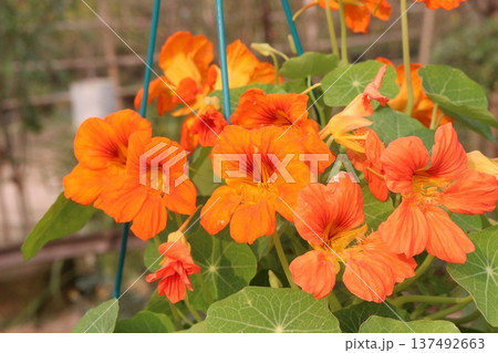 Garden Nasturtium flower plant on nursery 137492663