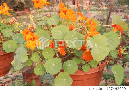 Garden Nasturtium flower plant on nursery Garden Nasturtium flower plant on nursery 137492669