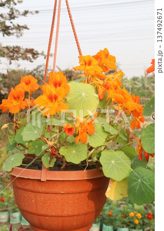 Garden Nasturtium flower plant on nursery Garden Nasturtium flower plant on nursery 137492671