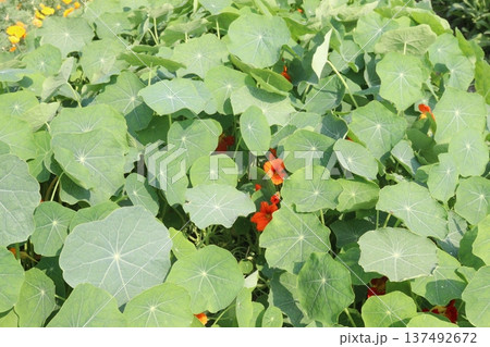 Garden Nasturtium flower plant on nursery 137492672