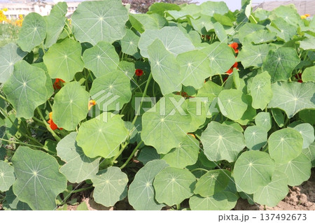 Garden Nasturtium flower plant on nursery 137492673