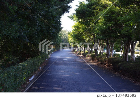 木漏れ日が差し込む緑豊かな公園の並木道 137492692