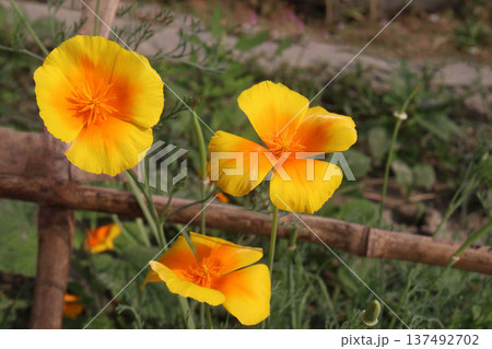 California poppy flowers on farm for harvest California poppy flowers on farm for harvest 137492702