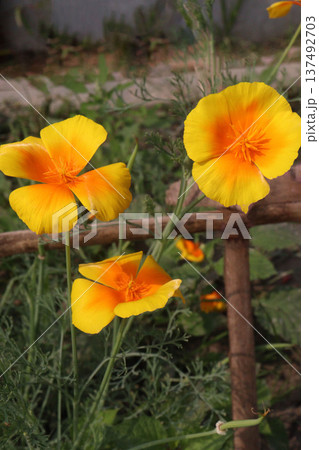 California poppy flowers on farm for harvest 137492703