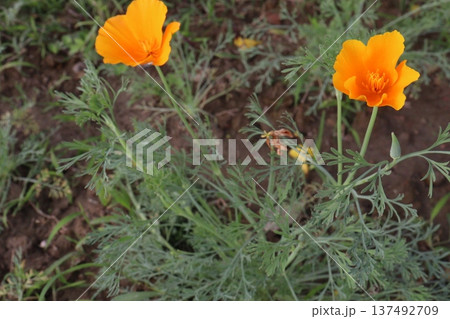 California poppy flowers on farm for harvest California poppy flowers on farm for harvest 137492709