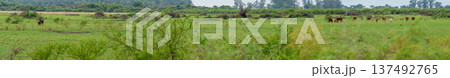 Panoramic image of a pampa plain with grazing holando cows. 137492765
