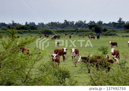 Herd of cows in a grassy field during the summer at sunset. Herd of cows in a grassy field during the summer at sunset. 137492788