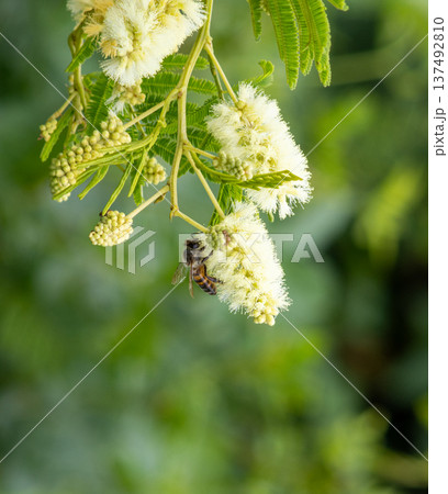 Out of focus green field background and bee in the foreground. Copy space. Vertical picture 137492810