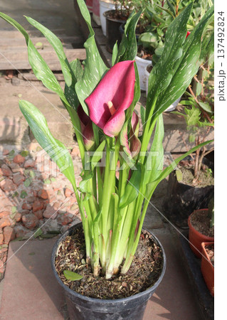 Calla lily flower plant on pot Calla lily flower plant on pot 137492824
