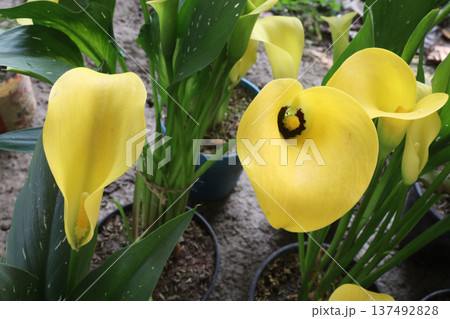 Calla lily flower plant on pot Calla lily flower plant on pot 137492828