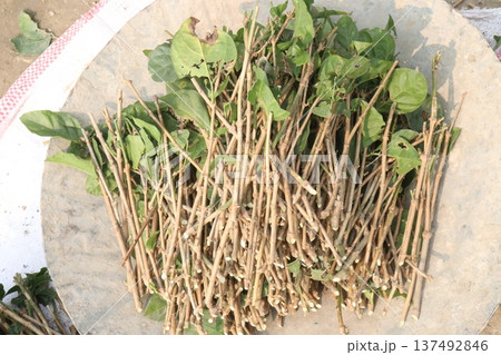 Arabian jasmine on farm for sell Arabian jasmine on farm for sell 137492846