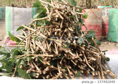 Arabian jasmine on farm for sell 137492849