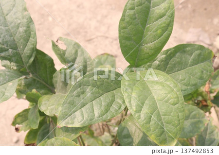 Arabian jasmine on farm for sell Arabian jasmine on farm for sell 137492853