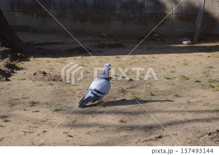 日当たりの良い公園の地面に佇む一羽のカワラバト 137493144