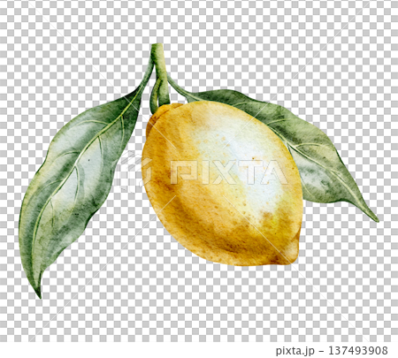 Lemon watercolor illustration. Hand drawn art of yellow Citrus Fruit with stem and leaves on isolated background for cooking book or menu design. Clipart for aromatherapy. Lemon watercolor illustration. Hand drawn art of yellow Citrus Fruit with stem and leaves on isolated background for cooking book or menu design. Clipart for aromatherapy. 137493908