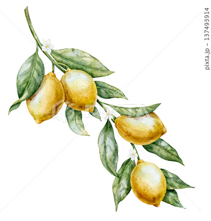 Lemon watercolor illustration. Hand drawn art of yellow Citrus Fruit with stem, flowers and leaves on isolated background for cooking book or menu design. Clipart for aromatherapy. Lemon watercolor illustration. Hand drawn art of yellow Citrus Fruit with stem, flowers and leaves on isolated background for cooking book or menu design. Clipart for aromatherapy. 137493914