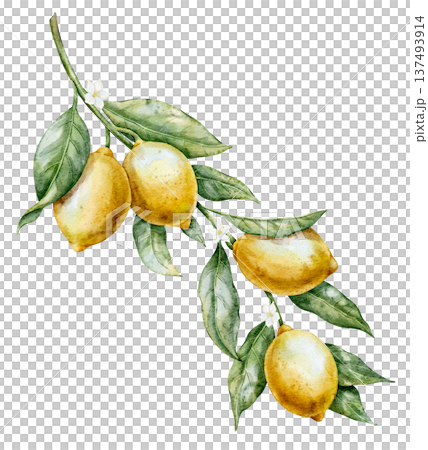 Lemon watercolor illustration. Hand drawn art of yellow Citrus Fruit with stem, flowers and leaves on isolated background for cooking book or menu design. Clipart for aromatherapy. Lemon watercolor illustration. Hand drawn art of yellow Citrus Fruit with stem, flowers and leaves on isolated background for cooking book or menu design. Clipart for aromatherapy. 137493914