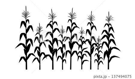 Black Solid Corn Stalk Silhouettes Set of Six on White Background Black Solid Corn Stalk Silhouettes Set of Six on White Background 137494075