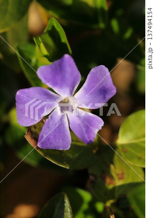 早春の庭に咲く紫色のツルニチニチソウの花 早春の庭に咲く紫色のツルニチニチソウの花 137494154