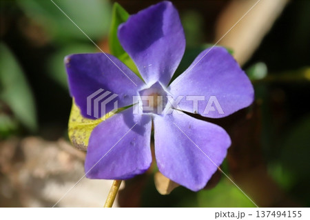 早春の庭に咲く紫色のツルニチニチソウの花 137494155