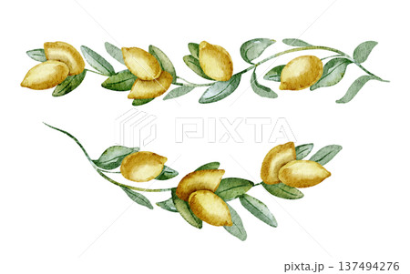Lemon watercolor branches. Hand drawn illustration of yellow Citrus Fruit with stem and leaves on isolated background for cooking book or menu design. Clipart of Italian plants for aromatherapy. 137494276