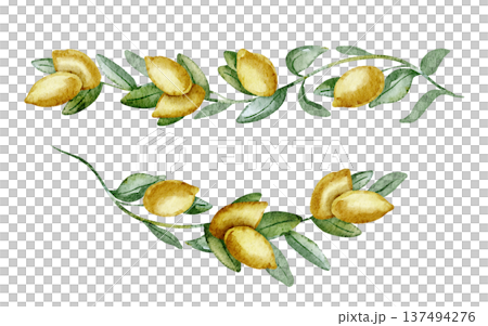 Lemon watercolor branches. Hand drawn illustration of yellow Citrus Fruit with stem and leaves on isolated background for cooking book or menu design. Clipart of Italian plants for aromatherapy. 137494276