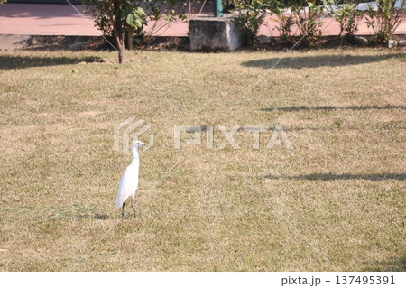 ネパールルンビニのホテルの枯芝の上に1羽のアマサギのいる風景 ネパールルンビニのホテルの枯芝の上に1羽のアマサギのいる風景 137495391