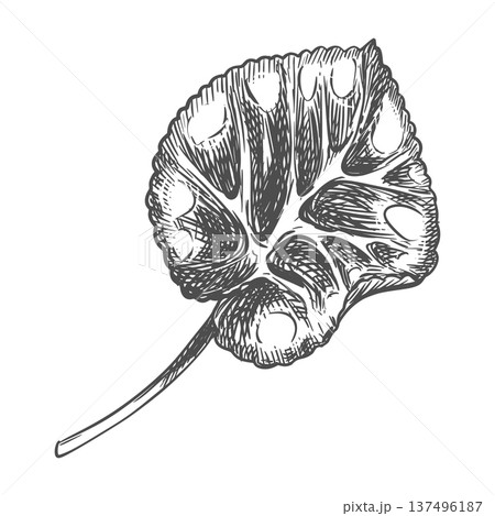 Vector sketch of a cyclamen leaf on a white background. Imitation of a botanical engraving. Linear ink drawing. Raw material for medicines, perfumes, and cosmetics. 137496187