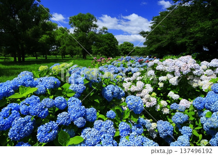 青い紫陽花 青い紫陽花 137496192