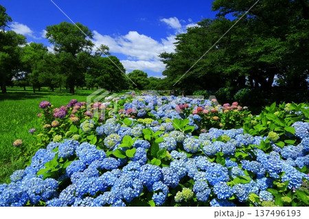 青い紫陽花 137496193