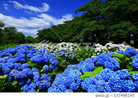青い紫陽花 青い紫陽花 137496195