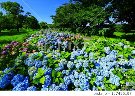 青い紫陽花 青い紫陽花 137496197