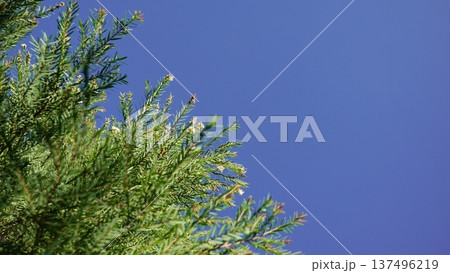 Melaleuca bracteata macro leaves small world Melaleuca bracteata macro leaves small world 137496219