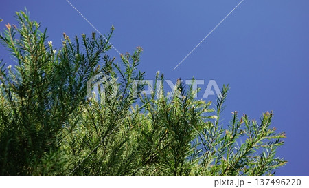Melaleuca bracteata macro leaves small world Melaleuca bracteata macro leaves small world 137496220