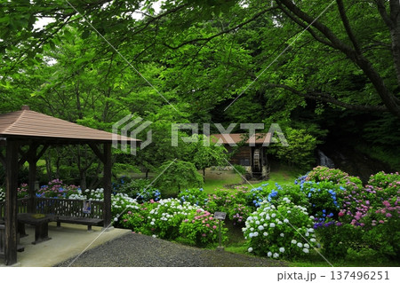 紫陽花のある風景 137496251