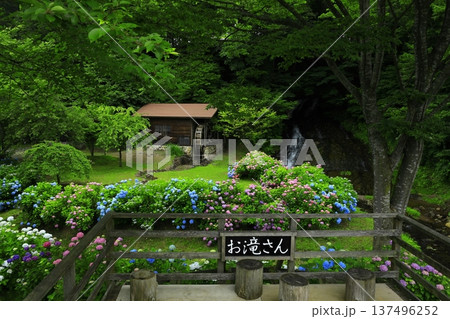 紫陽花のある風景 紫陽花のある風景 137496252
