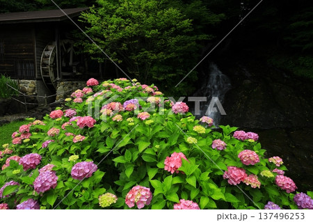 紫陽花のある風景 紫陽花のある風景 137496253
