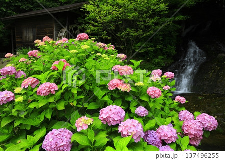 紫陽花のある風景 紫陽花のある風景 137496255