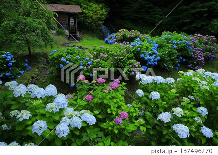 紫陽花のある風景 137496270