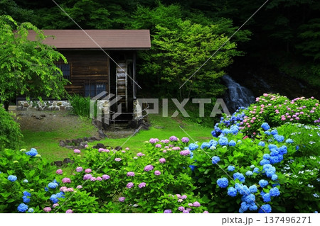 紫陽花のある風景 137496271