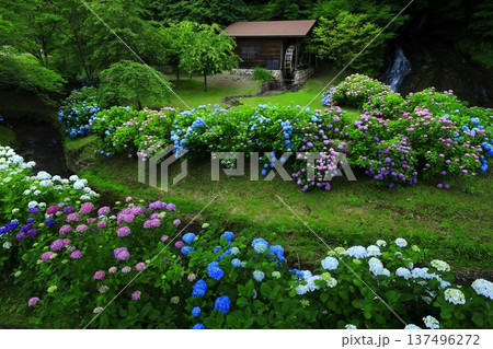 紫陽花のある風景 紫陽花のある風景 137496272