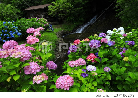 紫陽花のある風景 137496278