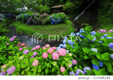 紫陽花のある風景 紫陽花のある風景 137496299