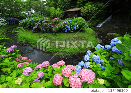紫陽花のある風景 137496300
